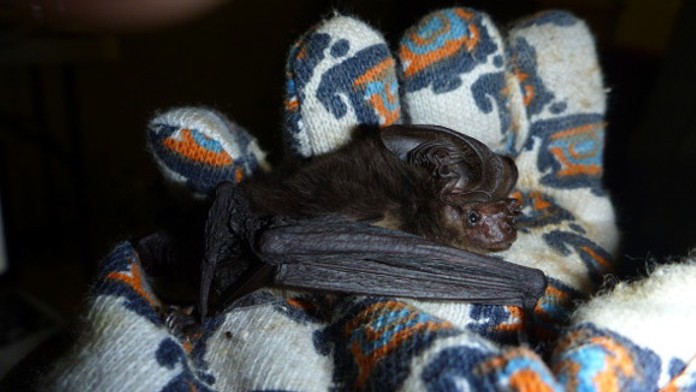 o-EXTINCT-BAT-1-570.jpg