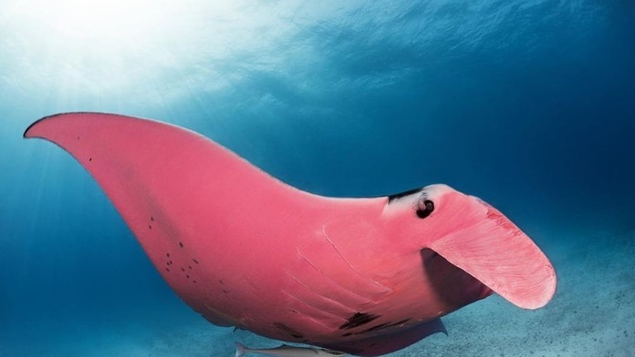 V austrálskej buši prežila študentka päť dní