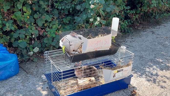 Nechal ich napospas osudu. Zajace v klietkach vyhodil na cestu, na slnku mohli trpieť niekoľko hodín