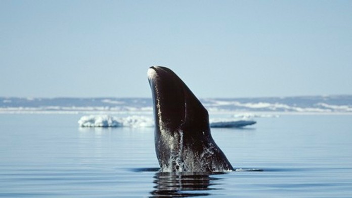 Odhalili tajomstvo dlhovekosti veľrýb. Jedinečný trik chcú začať používať aj u ľudí