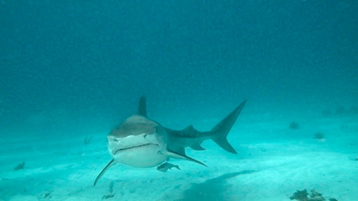 Hrdinský čin desaťročného dievčaťa: Zachránila brata počas útoku žraloka