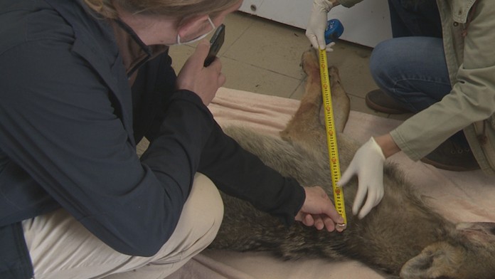 Zrazené zviera, ktoré sa podobá na vlka.