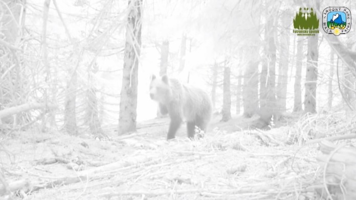 Trojnohý medveď v Malej Fatre.