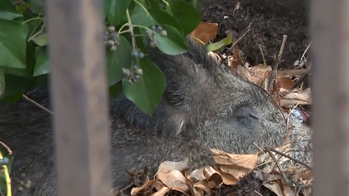 Divá sviňa na Slavíne