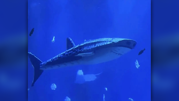 Namiesto žraloka len robotická atrapa. Čínske akvárium čelí rozhorčeniu návštevníkov