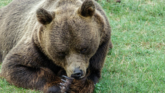 Medveď po zrážke s autom ušiel. Obec varuje pred zranenou šelmou
