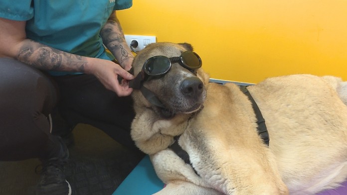 Týraný psík Bruno počas vyšetrenia u zverolekára.