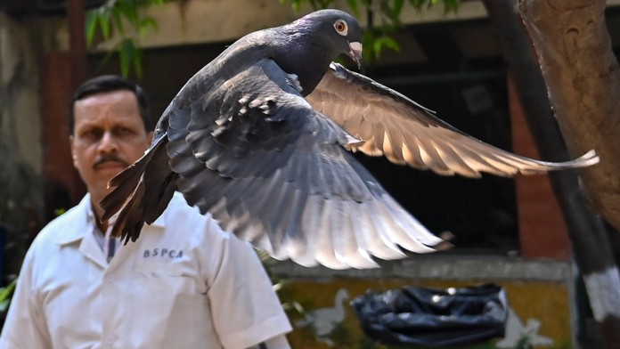 Nič mu nedokázali. Indická polícia prepustila holuba, ktorého podozrievali zo špionáže pre Čínu