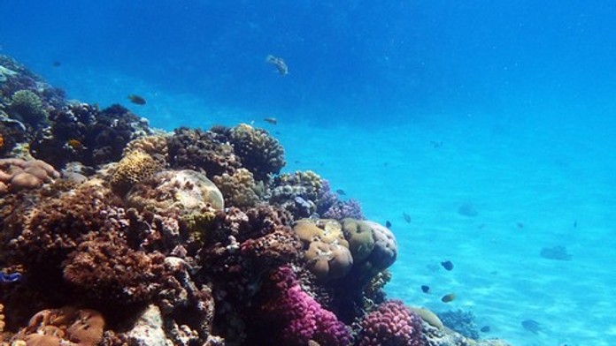 Fascinujúci nález po 20 rokoch výskumu. Vedci objavili žiariaceho morského slimáka
