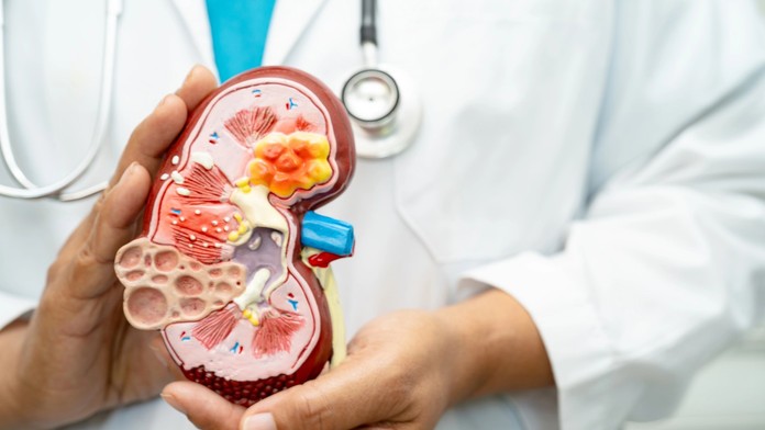 Obličky, ilustračná snímka.