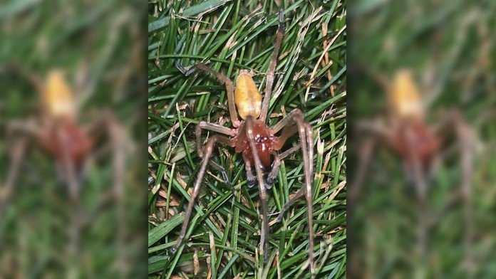 Pradiarka jedovatá.