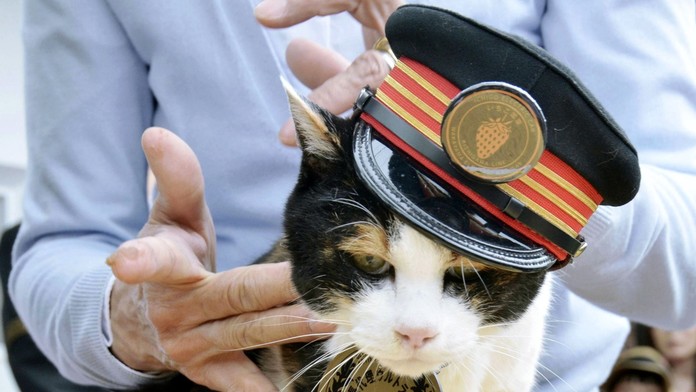 Japonci sa modlia za mačku Tamu