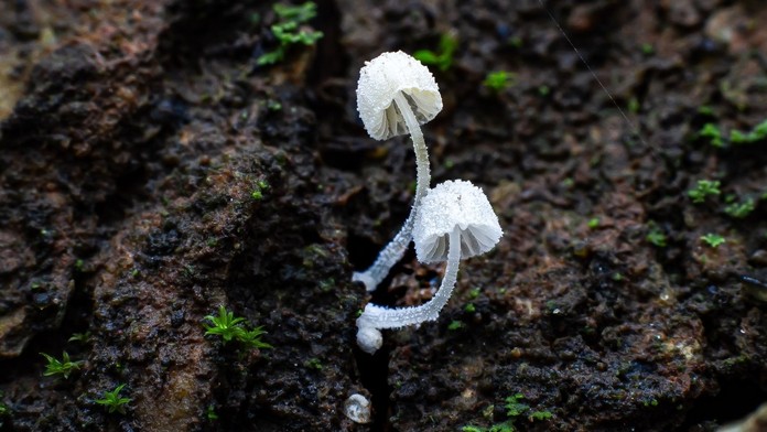 Ako dokážu huby ovplyvniť počasie? Výsledky štúdie mnohých určite prekvapia