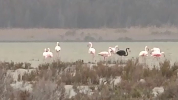 Čierny plameniak na Cypre