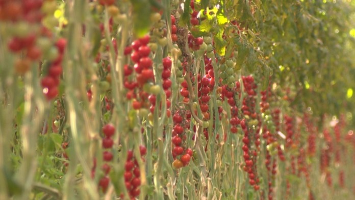 Rajčiny - ilustračné foto.