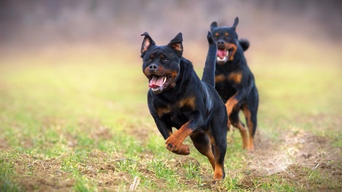 Išiel si len zabehať, domov sa už nevrátil. Mladého Taliana vo verejnom parku na smrť dohrýzli rotvajlery
