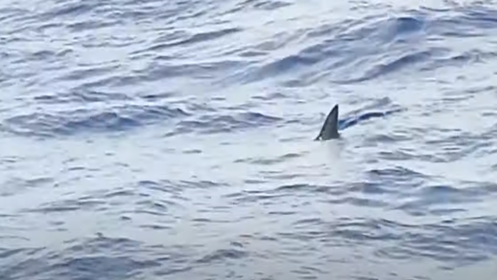 Žralok v obľúbenej destinácii: Tak blízko pri pevnine sa neobjavil 10 rokov