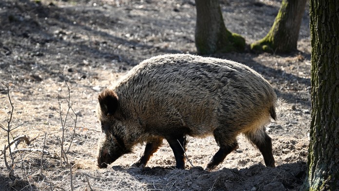 Hlavné mesto upozorňuje obyvateľov. V obľúbenej lokalite sa pohybuje diviak