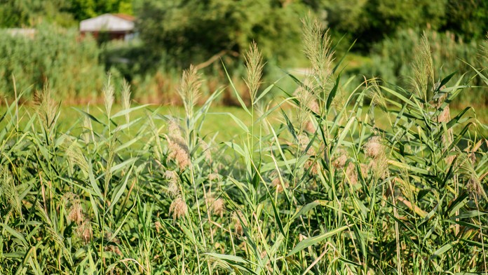 Letné ráno- počasie