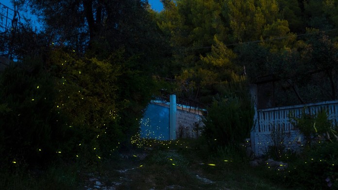 Svetlušky, ilustračná snímka.