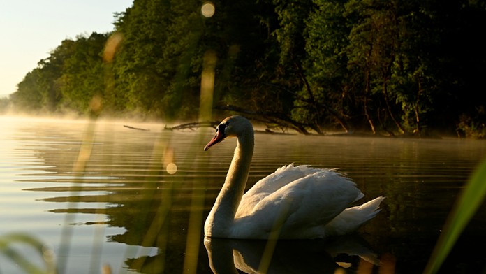 Labuť na Bodovskom rybníku.