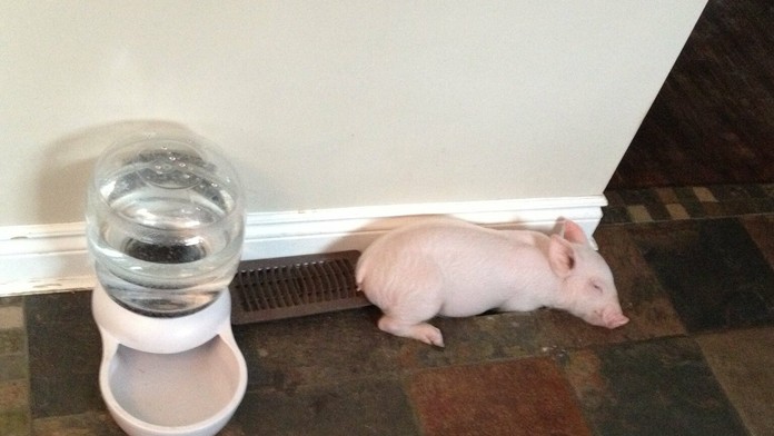 Keď Esther kúpili, verili, že je to miniprasiatko.