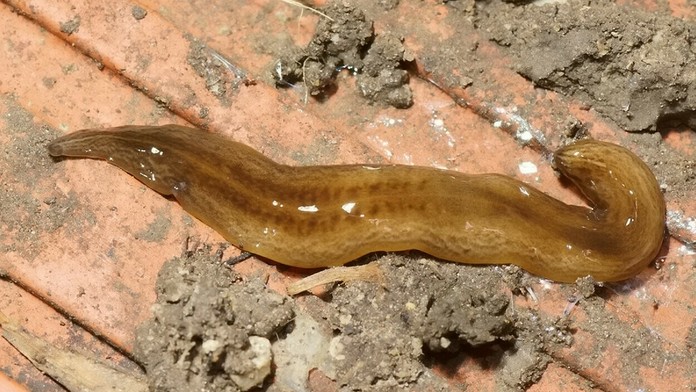 Francúzsky prezident Emmanuel Macron.