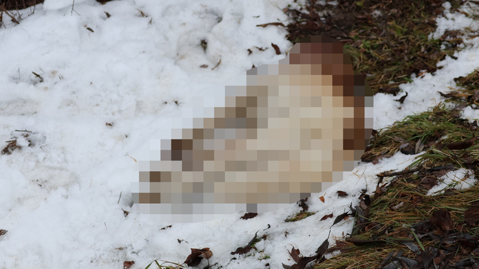 Nechutná krutosť v Handlovej: Muž mal psa udrieť kladivom, potom prišli ďalšie zverstvá