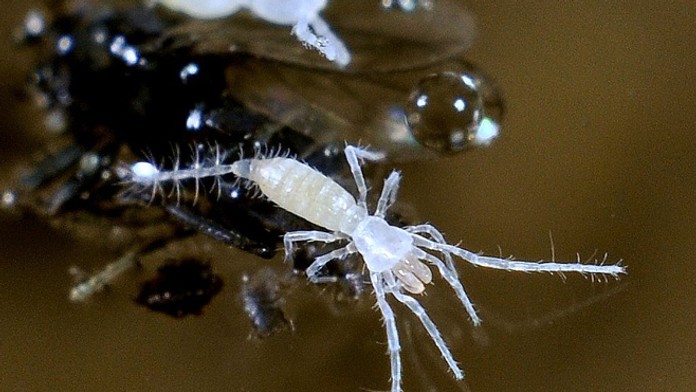 Šťúrovka Eukenenia spelaea na hladine sintrového jazierka -  Ardovská jaskyňa, Slovenský kras