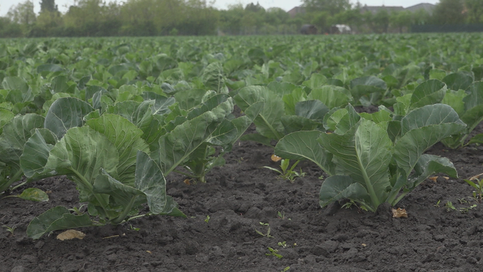 studeny maj_tvnoviny.mp4