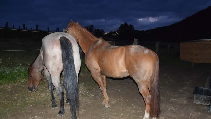 Zrazený kôň vodičom v obci Dolná Poruba.