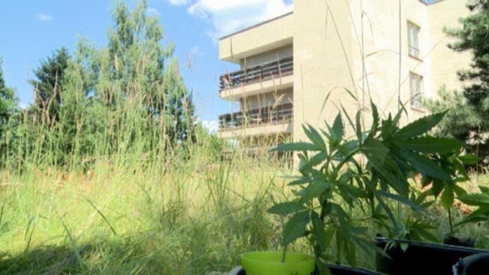 Marihuana v žilinskej nemocnici