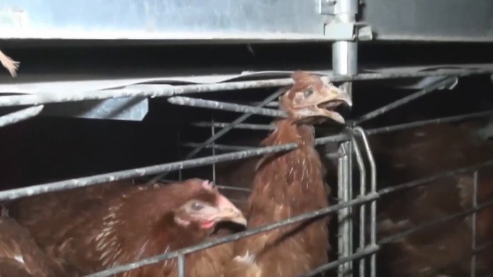 Sliepka zo klietkového chovu.