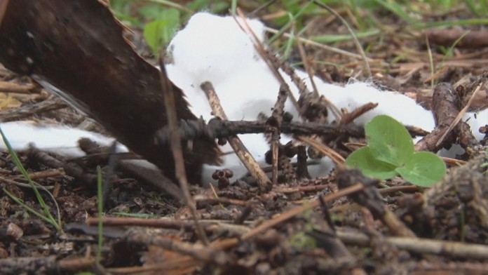 Tréning slovenských futbalistov v Budapešti.