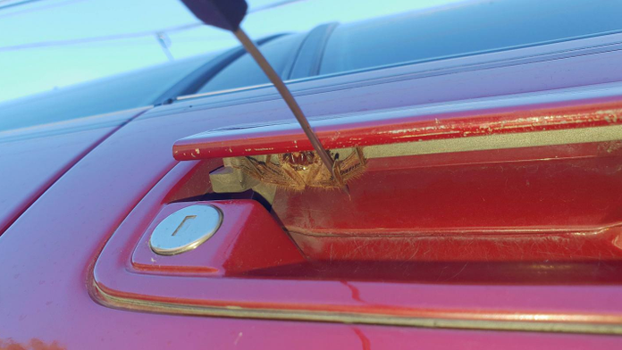 Pavúk sa ukrýval pod kľučkou auta. 