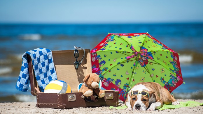 Neviete si predstaviť dovolenku bez vášho domáceho miláčika? Prinášame vám užitočné rady o cestovaní so zvieratami