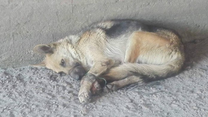 Fenka nemeckého ovčiaka.