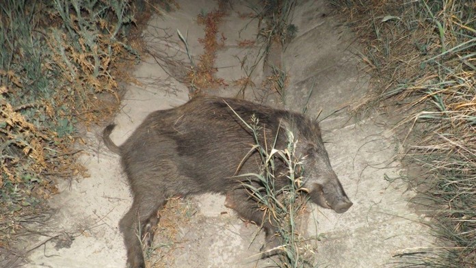 Vodič sa zrazil s diviakom.