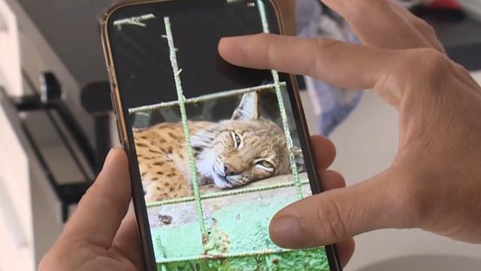 Na snímke leopard, ktorý usmrtil svojho majiteľa.