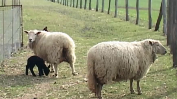 Biela ovca, čierna ovečka