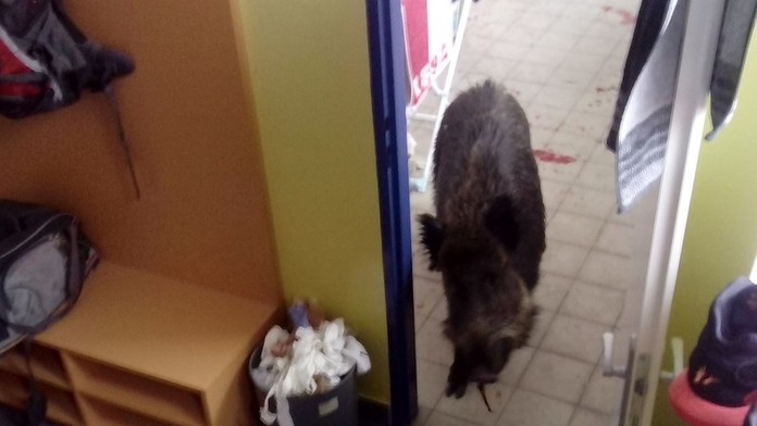 Diviak sa dostal až do budovy základnej školy.