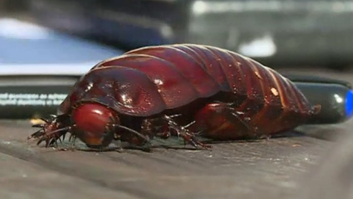 Takto vyzerá najväčší šváb na svete.