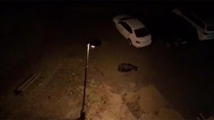 Medveď v Starom Smokovci.