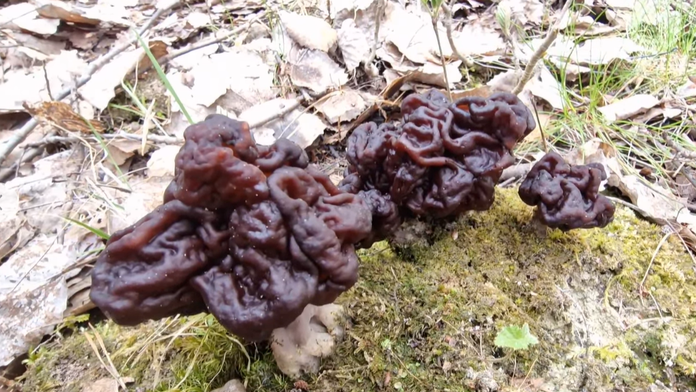 Šli do lesa nazbierať obľúbenú pochúťku. Čo však našli im vyrazilo dych