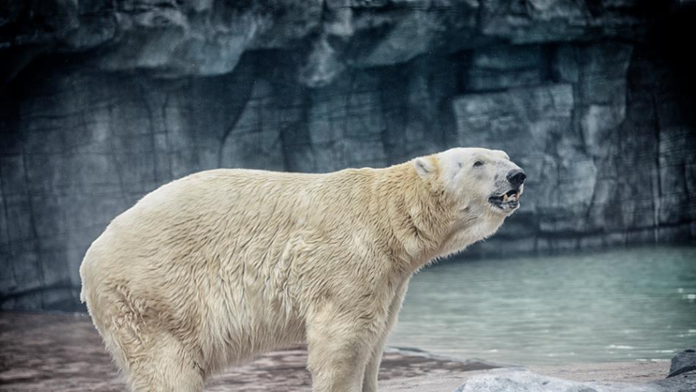 Ľadový medveď Inuka sa dožil 27 rokov. 