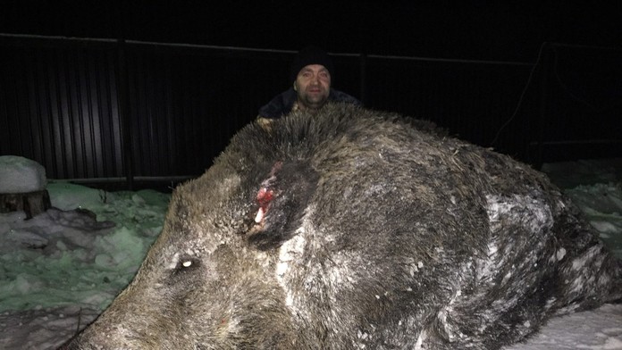 Ulovil 500-kilového diviaka.