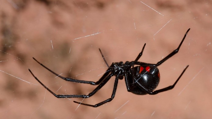 Snovačka jedovatá, známa ako čierna vdova. 