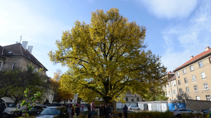 Najstaršia lipa v Košiciach pripomína vznik ČSR.