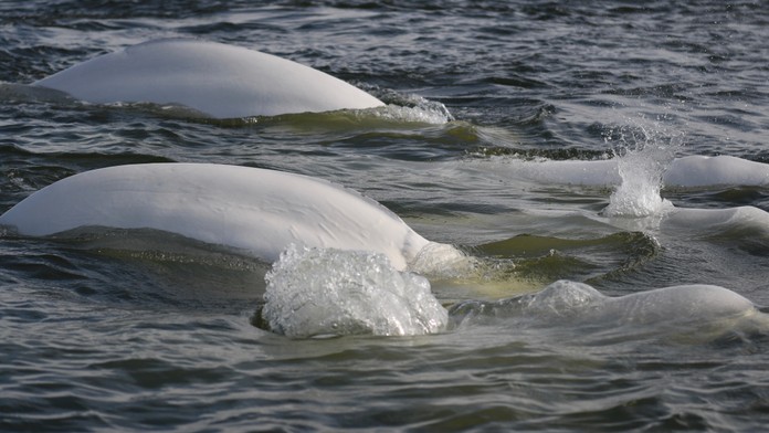 Nečakaný „turista“ v rieke Seina: Na sever Francúzska zablúdil z arktických vôd