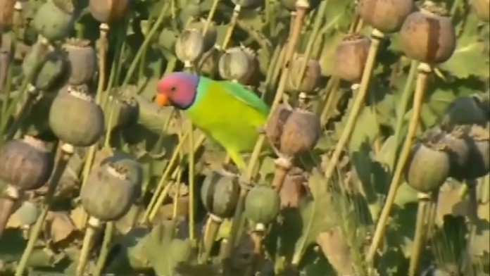 Beatlsovská "mánička"